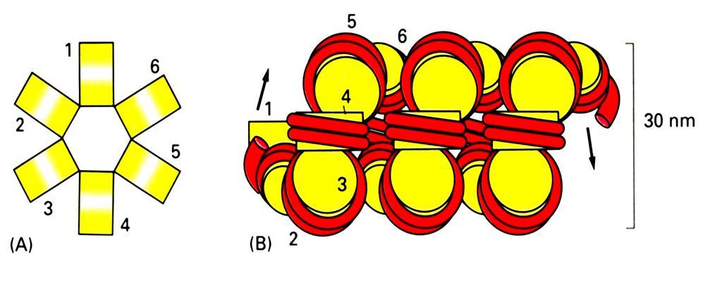 Włókno 30 nm (solenoid) Podstawowe