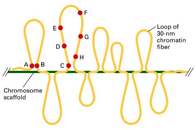 Pętle DNA obejmują 50-300 kz Rola białek niehistonowych DNA związane jest z białkami w specyficznych miejscach: regionach przyczepu rusztowania (scaffold attachment
