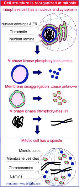 PROFAZA - wejście w mitozę wywołane jest aktywnością kinazy fazy M Kondensacja chromatyny w chromosomy od solenoidu - 30 nm, do chromatydy w metafazie - grubość 0.7 µm, zachodzi m.in. dzięki fosforylacji histonu H1 i defosforylacji histonu H3.