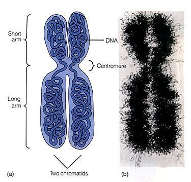 Zreplikowany chromosom to 2 siostrzane chromatydy połączone w centromerze. Chromatydy przylegają do siebie do czasu anafazy dzięki kohezynom.