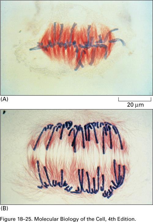 METAFAZA chromosomy leżą na równiku komórki Przesuwanie się chromosomów wzdłuż mikrotubul prowadzi do ich ułożenia się w równiku komórki pomiędzy biegunami wrzeciona.