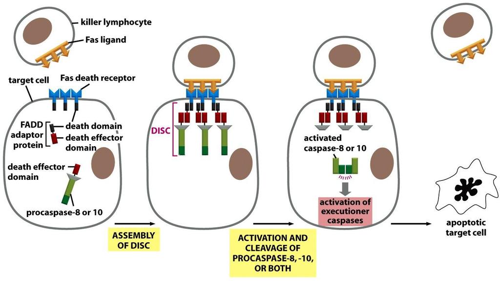 Zewnętrzna droga inicjacji apoptozy receptor Fas Fas ligand (FasL lub CD178) na powierzchni limfocytów Tc aktywuje Fas death receptor (CD95, z grupy receptorów TNF) na powierzchni docelowej komórki