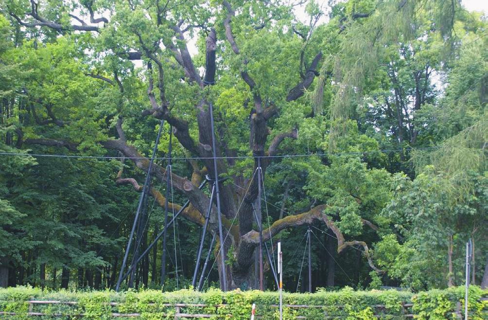 Dąb Bartek to dąb szypułkowy... Fot. 2. Dąb Bartek i jego główne konary (fot. S. Dzikowski) Photo 2. Bartek Oak and its main branches (photo S. Dzikowski) Fot. 4.