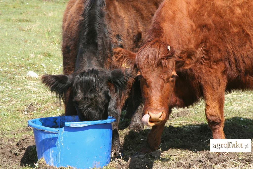 https://www. Lizawki dla opasów powinny znajdować się zarówno w oborze, jak i na pastwisku. Suplementacja mineralno-witaminowa jest wa?na, poniewa? znacz?co wp?ywa na m?ody, intensywnie rosn?