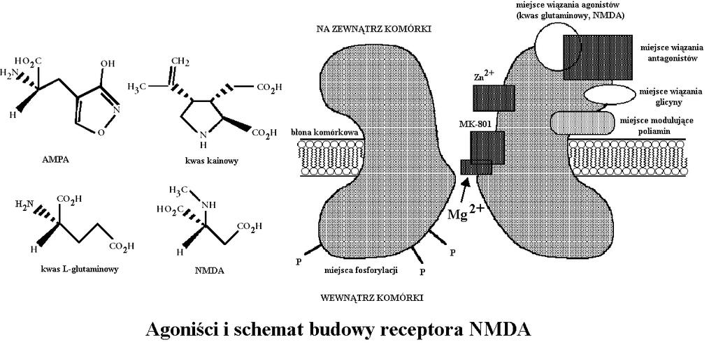 Na procesy pamięciowe duży wpływ mają zapewne receptory NMDA,