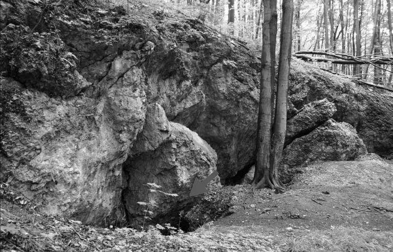 Badania archeologiczne w Jaskini Żarskiej w Żarach w 2011 roku 47 Ryc. 2. Wejście do Jaskini Żarskiej (zaznaczone strzałką). Widok od północnego zachodu. Fot. M. Wojenka. Fig. 2. Entrance to the Żarska Cave (marked with an arrow).