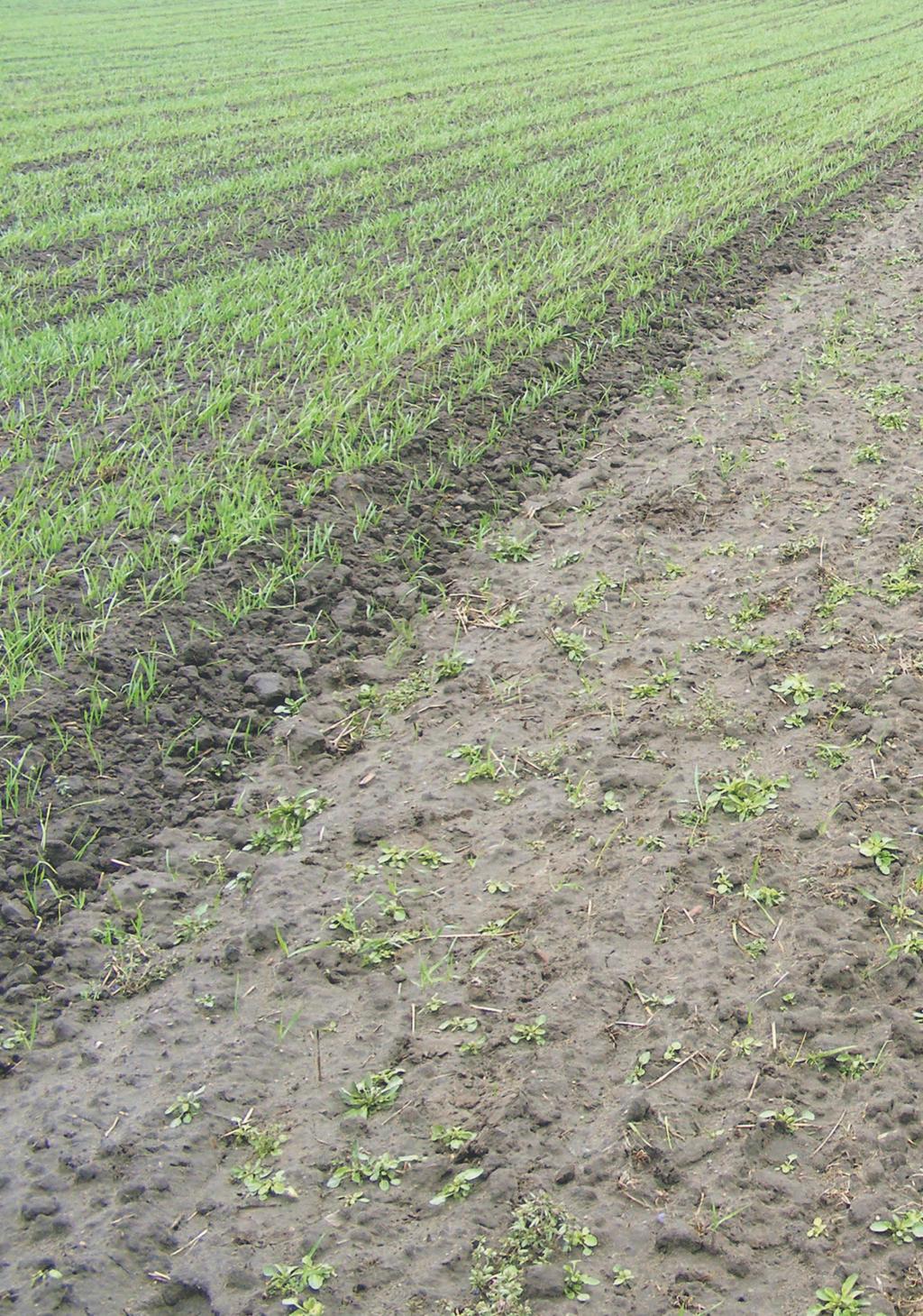 Fot. 8. Licznie żerujące larwy łokasia garbatka powodują zamieranie całych zasiewów zbóż Fot. 9.