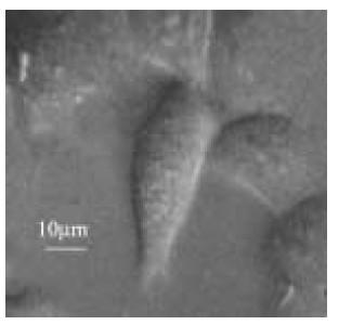 Widma Ramana komórek MLE 12 (a) żywych (b) martwych 1070-1150 cm
