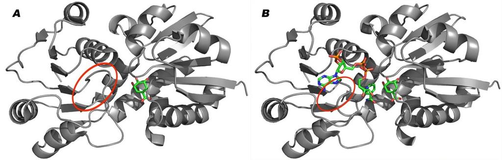 Zmiany konformacyjne enzymów podczas wiązania ligandów Shikimate dehydrogenase from Helicobacter pylori