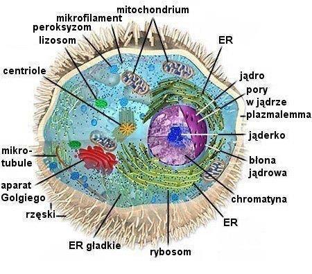 nukleinowe (DNA i RNA np.