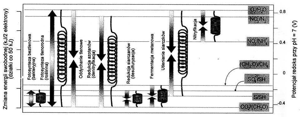 Potencjał REDOX O 2 /H 2 O NO 3 - /N 2 - NO 3 - /NH