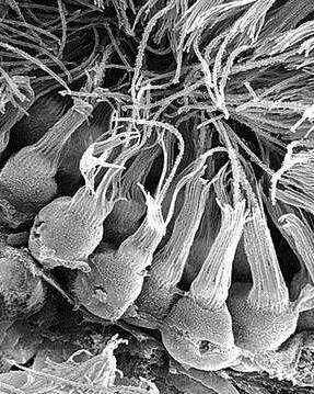 WYKORZYSTANIE walorów komórek SEM choanocyty gąbek archetypowe komórki zwierzęce flagella microvilli flagellum microvilli