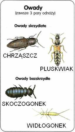 Stefanik Czym skorupka za