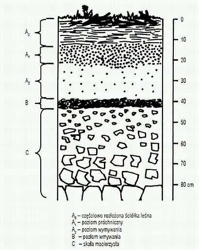 A. Poziom próchniczy składa się ze szczątków roślin i zwierząt przemieszanych z materiałem nieorganicznym, powstanie 1 cm tego poziomu trwa od 200 do 500 lat; B.