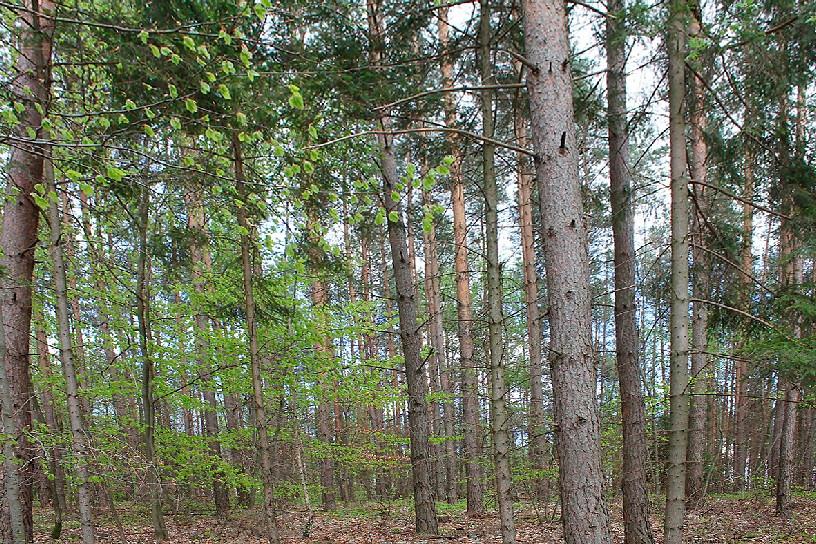 Jezioro Polnickie jest niewielkim zbiornikiem o powierzchni 8,31ha 6, długość maksymalna wynosi 600m, szerokość 225m, a długość linii brzegowej 1650m.