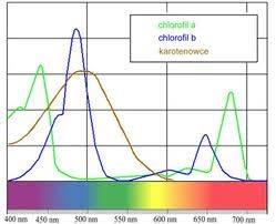 Rys.1. Widmo absorpcyjne chlorofili i karotenowców.