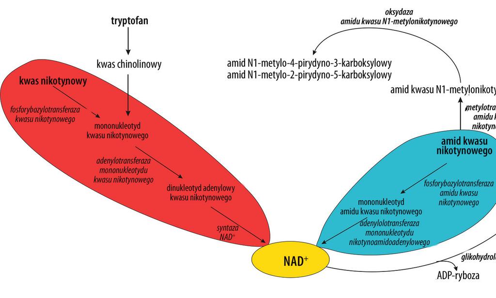 Postepy Hig Med Dosw (online), 2007; tom 61: 288-302 Ryc. 1. Wzory strukturalne niacyny i koenzymów zawierających amid kwasu nikotynowego Ryc. 2. Główne szlaki metabolizmu niacyny, na podstawie [29], zmodyfikowano chła epidemia tej choroby.