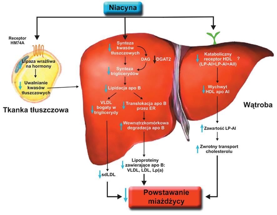 Nagalski A. i Bryła J. Zastosowanie niacyny w terapii Ryc. 5.