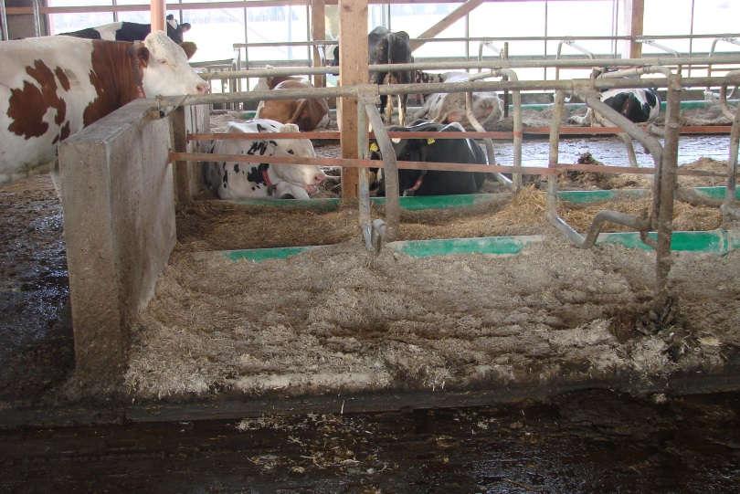 Lime-straw mattress in the lying boxes Fot. 5.