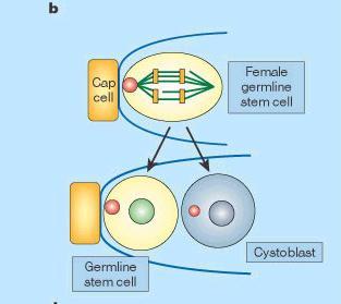 fenotyp komórki macierzystej - spektrosom pozostaje w komórce macierzystej.