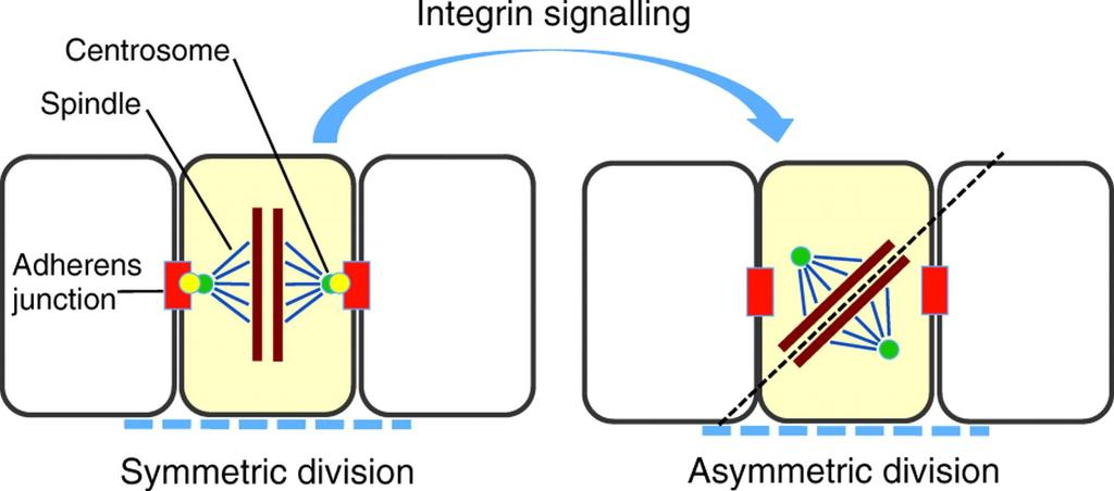 Spekulatywny model interakcji między szlakami sygnałowymi zależnymi od integryn i kadheryn w
