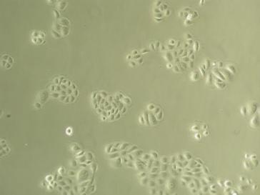Zaangażowanie komórek macierzystych w homeostazę tkanek A.