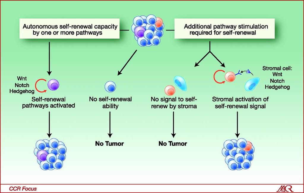 Ścieżki samoodnowy rakowych komórek macierzystych