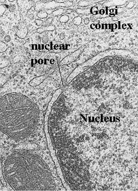 edu/cells/nucleus/nucleus.