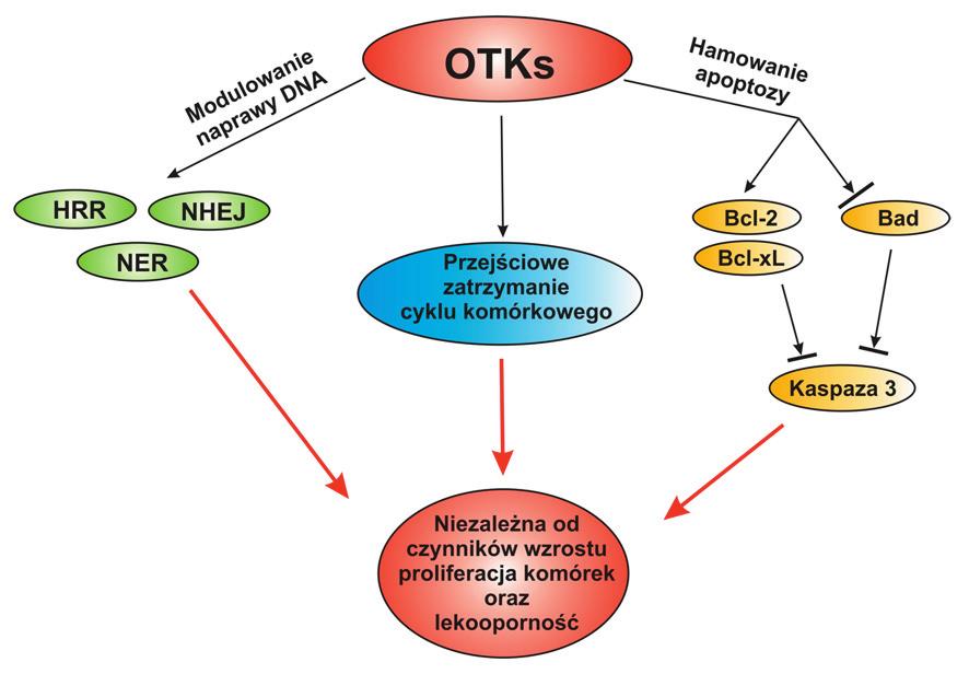 Słupianek A. i wsp. Rola onkogennych kinaz tyrozynowych w odpowiedzi komórek Ryc. 1.