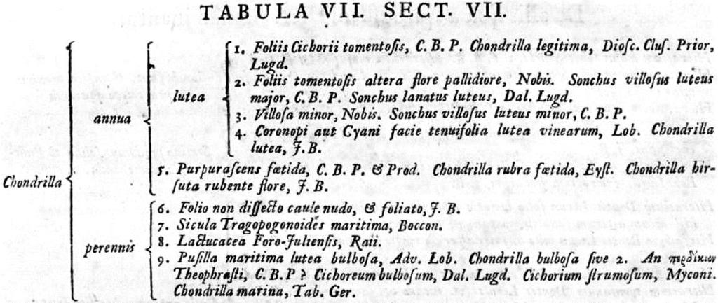 Ryc. 32. Klucz klamrowy do rozpoznawania kilku owoców jagodowych w PH. LOND. 1677:11.