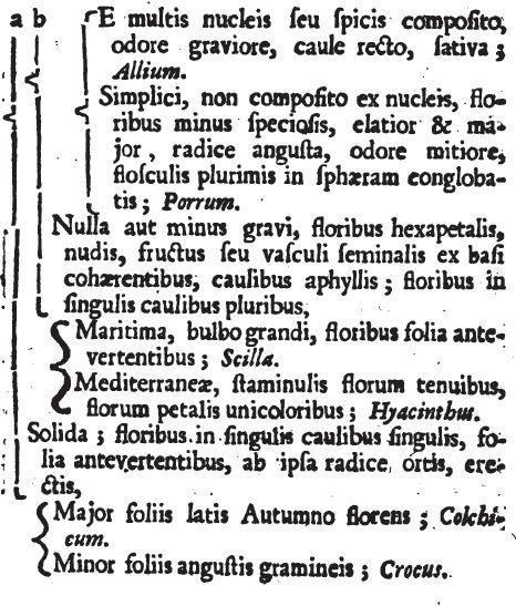 U DALE 1693:352n, w podręczniku materii medycznej, znajduje się klucz do roślin zielnych cebulowych (ryc.