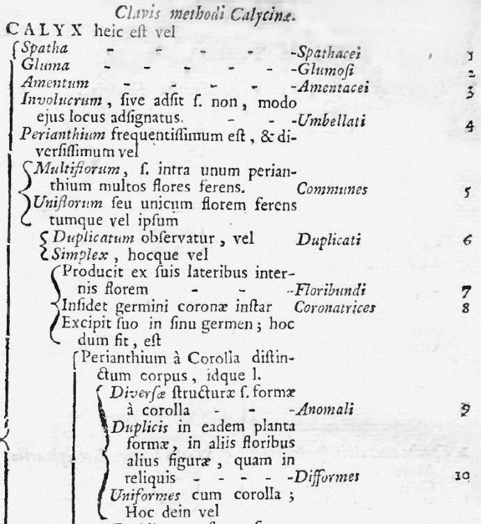 Ryc. 35. Fragment klucza do oznaczania grup roślin wg budowy kielicha u LINNAEUS 1743:[441].