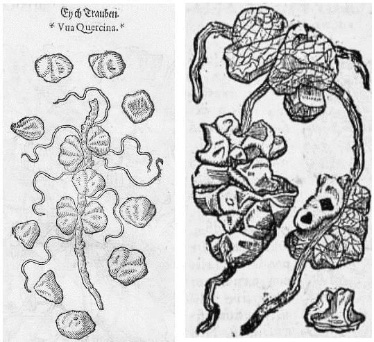 Uva quercina u TABERNAEMONTANUS 1625(3):57 i BAUHIN J. 1650(1,lib.VII):87.