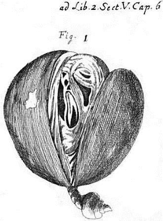 Ryc. 5. Owoc Myristica fragrans Houtt. u VALENTINUS 1716:198a. VALENTINUS 1722 w podobny sposób scharakteryzował budowę 68 surowców klasyfikowanych jako nasiona (op.cit.