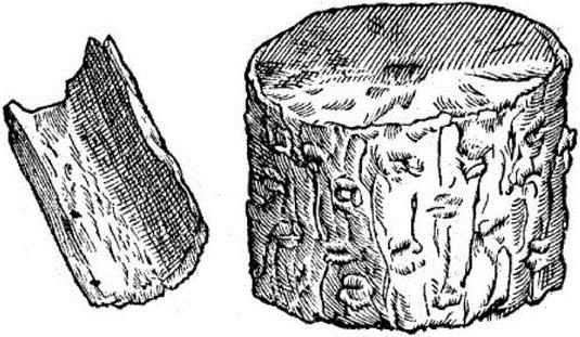 Ryc. 21. Surowce rośliny canella alba quorundam u CLUSIUS 1605:79, może Canella winterana (L.) Gärtn. [= C. alba Murr.