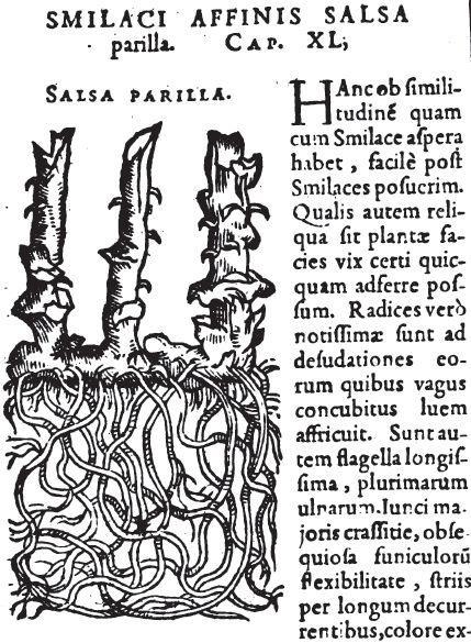 1650(2):9 21 oraz przegląd owoców i nasion egzotycznych, na tyle dokładny, że aspiruje do miana pierwszej monografii karpologicznej zajmujący pierwsze trzy