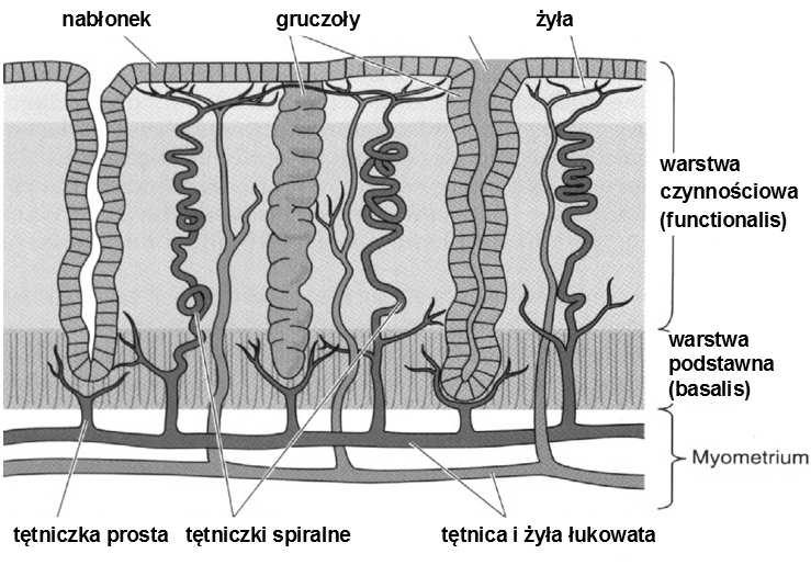 zrębowe i napływowe) proste cewkowe gruczoły surowicze naczynia krwionośne