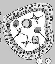 cytotrofoblastu do