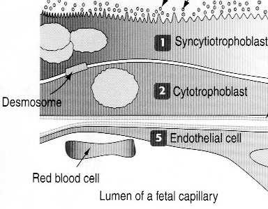 Wczesna: syncytiotrofoblast