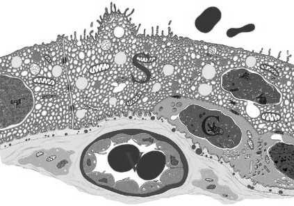 Syncytiotrofoblast Funkcje