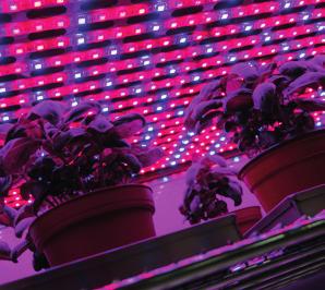 Luxline Plus Cool White 840 Luxline Plus Day Light 860 Oświetlenie LED w drzwiach Black light blue Gro-Lux: wyższy udział światła niebieskiego i czerwonego wsparcie procesów fotobiologicznych roślin