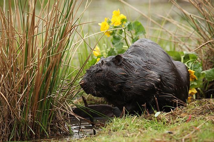 (Castor fiber) 35 Rosja (Castor canadensis) 4 Szwecja 1 Łotwa 1 Norwegia 5 Litwa 45 Białoruś?