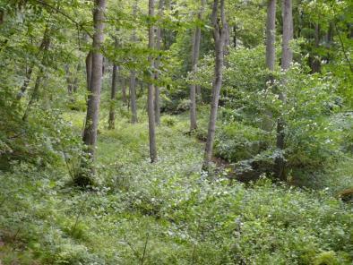 źródliskowe lasy olchowe na