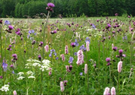 - obszary łąkowe o wysokich zasobach flory i fauny chronionej