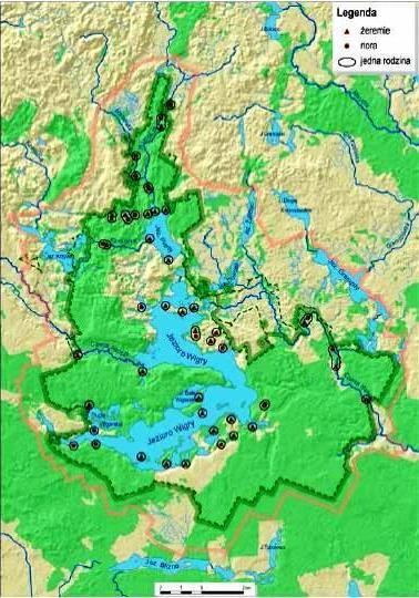 Liczba stanowisk rodzinnych 42 Liczba osobników 16-17