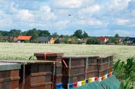 Należy pamiętać, że suma zbiorów miodu zależy nie od ilości wywiezionych rodzin pszczelich, ale od siły rodziny, czyli w głównej mierze od ilości zbieraczek.