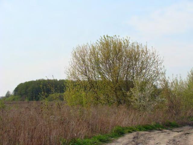 Fot. 11 Widok na las oraz zarośla na terenie