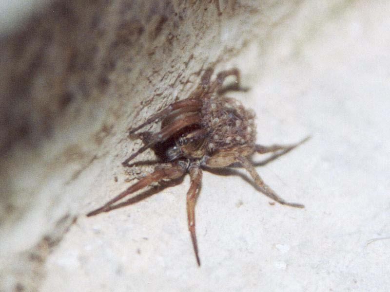 Pierwsze wyszukiwarki pełnotekstowe Lycos (Michael fuzzy Mauldin, CMU) Lycosidae pająki z rodziny