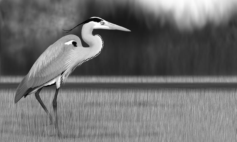 Ornis Polonica 2016, 57: 107 116 Rozmieszczenie i liczebność kolonii czapli siwej Ardea cinerea w województwie podlaskim Adam Zbyryt Abstrakt: Badania nad rozmieszczeniem i liczebnością kolonii