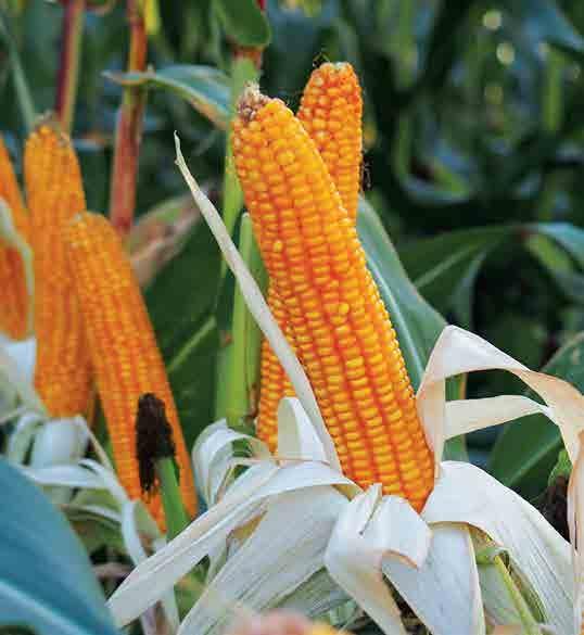 STRONA nasiona / wiosna 08 / kukurydza FAO: 50 TYP ZIARNA: FD SL MAGELLO Wysoki - stabilny - energetyczny SL MAGELLO to odmiana o charakterze uniwersalnym do uprawy na ziarno i na kiszonkę.